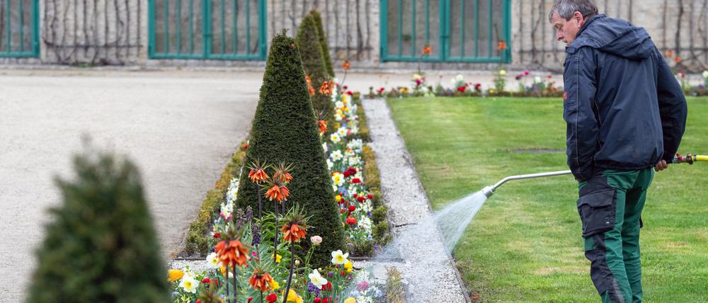 Gärtner Andreas Golimowski wässert die Blumenbeete vor den Weinbergterrassen von Schloss Sanssouci in Potsdam. Die Grünanlagen der Schlösserstiftung sind von der anhaltenden Trockenheit betroffen.