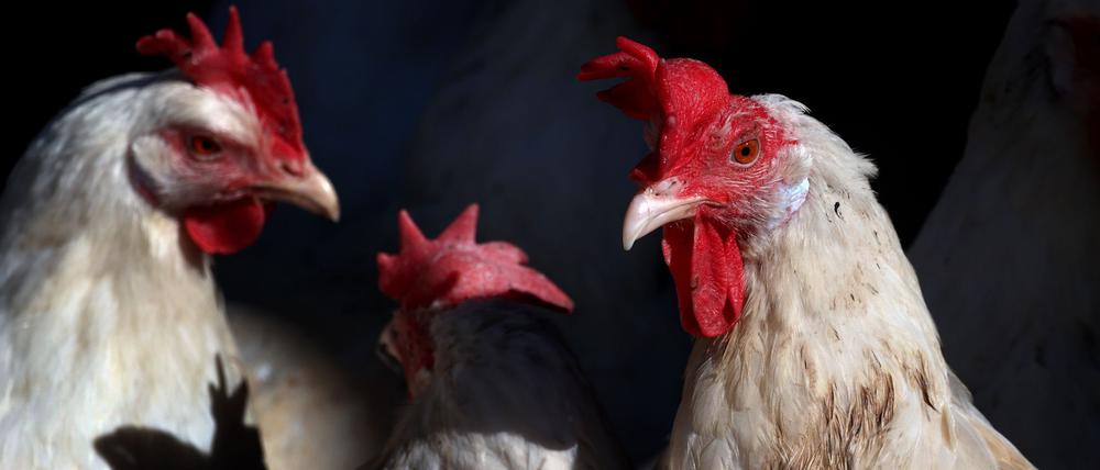Lege- und Masthühner sind meist schmucklos weiß. (Archivbild)
