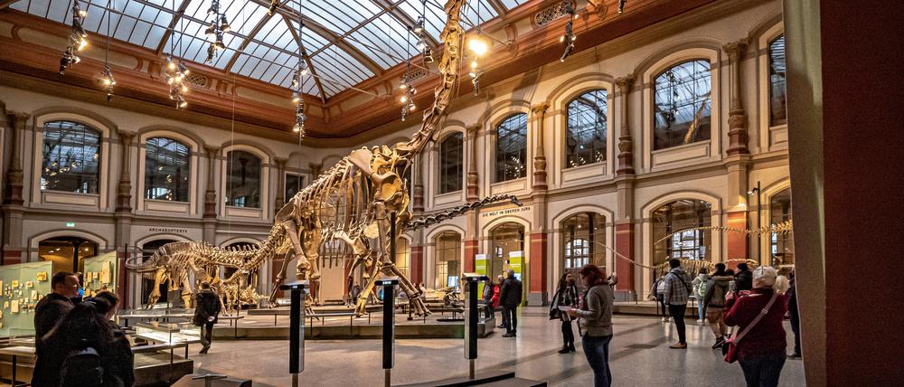 Der berühmte Dino im Lichthof des Berliner Naturkundemuseums ist weltberühmt. Allerdings wird die Öffentlichkeit wenig über die Umstände seiner Ausgrabung informiert. 