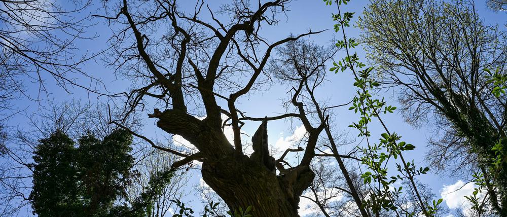 Die Dicke Marie wird auf 500 bis 600 Jahre geschätzt.
