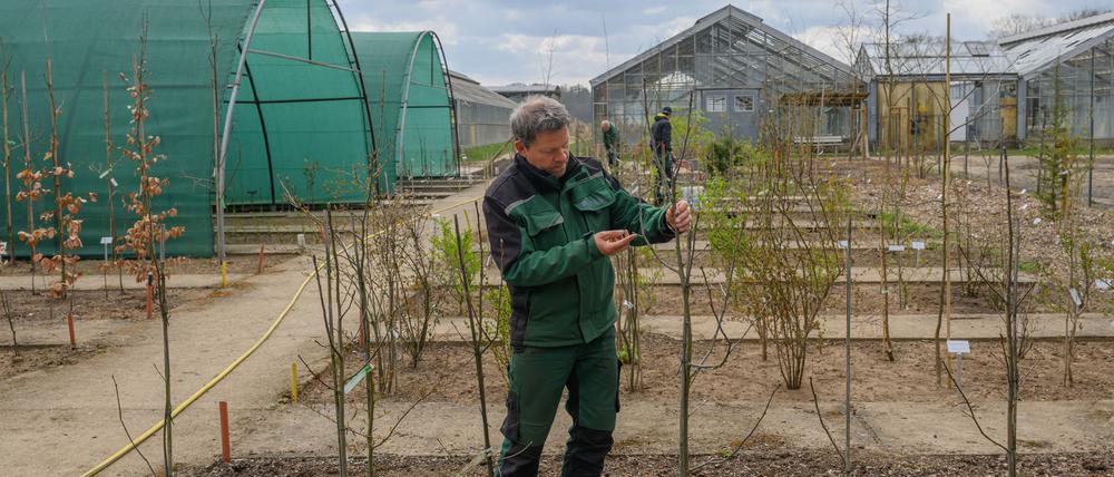 Widerstandsfähige Bäume und Sträucher sollen erforscht und kultiviert werden. (Archivbild)