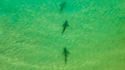 In einer Gegend im Norden Israels sammeln sich zwischen November und Mai Sandbank- und Schwarzhaie. (Archivbild) 