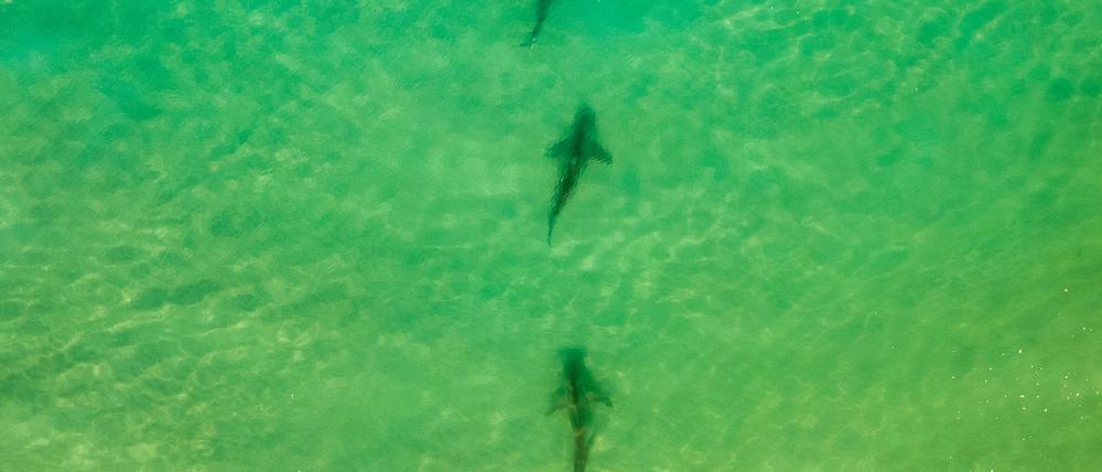 In einer Gegend im Norden Israels sammeln sich zwischen November und Mai Sandbank- und Schwarzhaie. (Archivbild)