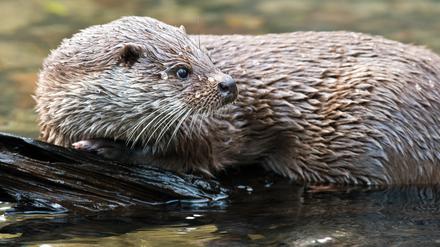 ARCHIV - Ein Fischotter (Lutra lutra) am 23.11.2012 in seinem Gehege im Tierpark Kunsterspring der Fontanestadt Neuruppin (Brandenburg).