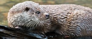 ARCHIV - Ein Fischotter (Lutra lutra) am 23.11.2012 in seinem Gehege im Tierpark Kunsterspring der Fontanestadt Neuruppin (Brandenburg).