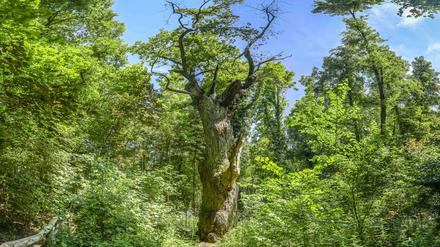 Schon Goethe bewunderte die „Dicke Marie“, Berlins ältesten Baum. 