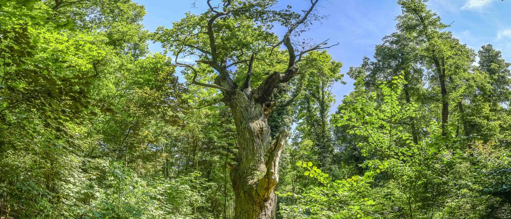 Schon Goethe bewunderte die „Dicke Marie“, Berlins ältesten Baum.