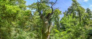 Schon Goethe bewunderte die „Dicke Marie“, Berlins ältesten Baum. 