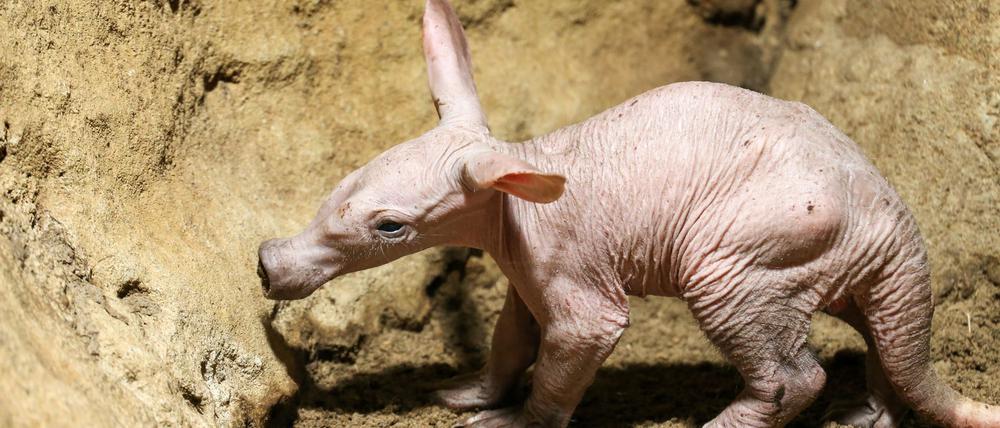 Die Zunge von Erdferkeln kann bis zu 25 Zentimeter lang werden.