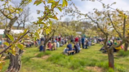 Obstweine unter blühenden Obstbäumen genießen – das verspricht das Werderaner Baumblütenfest, das dieses Jahr vom 26. April bis 4. Mai stattfindet.