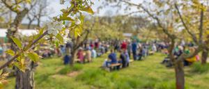 Obstweine unter blühenden Obstbäumen genießen – das verspricht das Werderaner Baumblütenfest, das dieses Jahr vom 26. April bis 4. Mai stattfindet.
