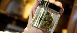 Marihuana, also die getrockneten, harzhaltigen Blüten und blütennahen Blätter der weiblichen Hanfpflanze, fertig zum Verkauf in einem Glas.