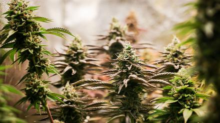 Große Mengen Cannabis wurden versucht, am BER nach Deutschland zu bringen. (Symbolbild)