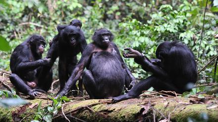 Bonobo-Weibchen tun sich in Gruppen zusammen und halten trotz körperlicher Unterlegenheit so die männlichen Vertreter ihrer Spezies in Schach.