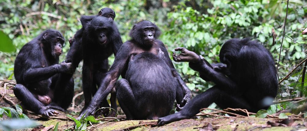 Bonobo-Weibchen tun sich in Gruppen zusammen und halten trotz körperlicher Unterlegenheit so die männlichen Vertreter ihrer Spezies in Schach.