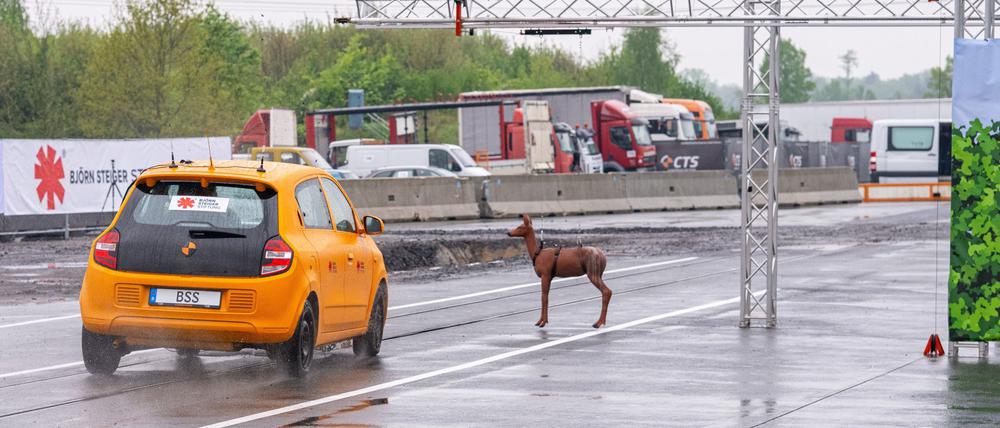 Plötzlich taucht das Reh vor einem Auto auf. Es kommt bei diesem Crashtest mit Tempo 80 zum Zusammenstoß und der Fahrer weicht nach links aus.