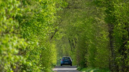 Ein Auto fährt auf dem schmalen Hellmühler Weg unter einem grünen Blätterdach in Richtung Hellsee. 