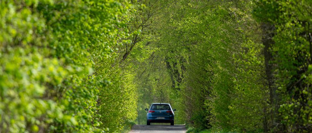 Ein Auto fährt auf dem schmalen Hellmühler Weg unter einem grünen Blätterdach in Richtung Hellsee. 