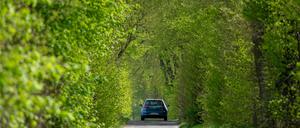 Ein Auto fährt auf dem schmalen Hellmühler Weg unter einem grünen Blätterdach in Richtung Hellsee. 