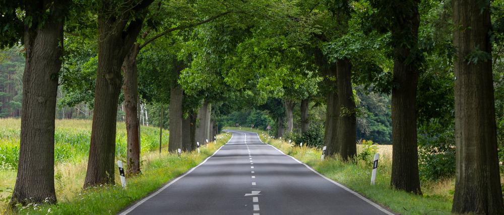 Brandenburg gilt als das alleenreichste Bundesland Deutschlands. 