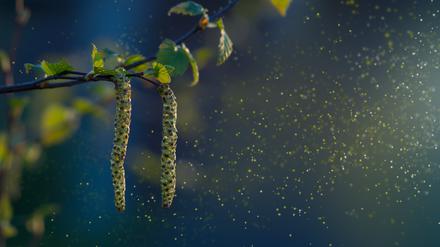 Birkenpollen im Frühling