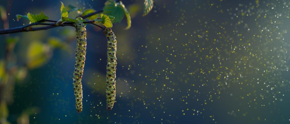 Birkenpollen im Frühling