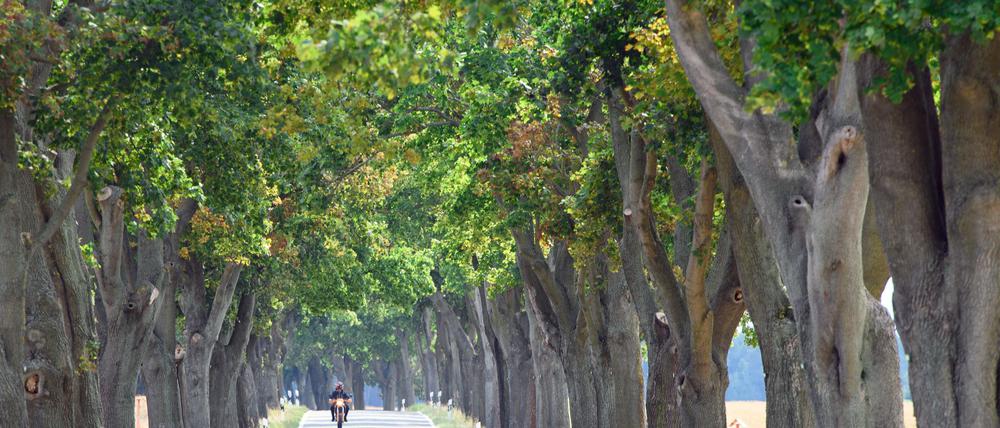 In Brandenburg stehen bundesweit die meisten Alleebäume, doch es werden immer weniger. (Archivbild)