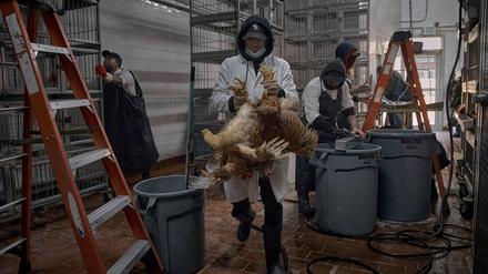 Angestellte säubern Teile der Käfige und bringen die letzten Hühner zur Schlachtung in einem Geflügelgeschäft in New York.