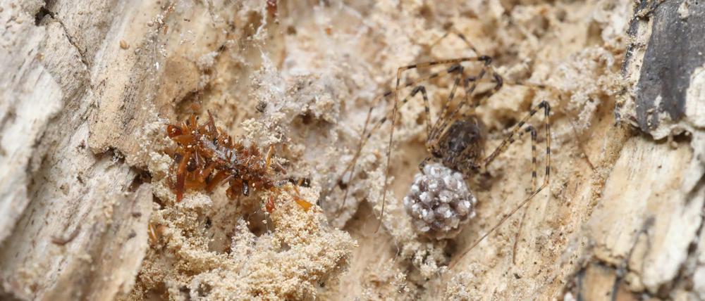Die Knochensammler-Raupe lebt ausschließlich in Spinnennetzen und tarnt sich, um nicht von ihrem ahnungslosen Spinnenwirt entdeckt zu werden.
