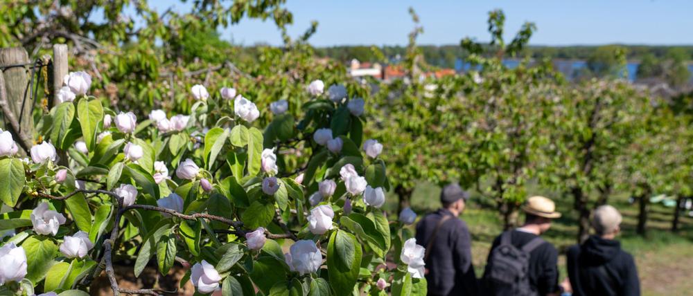Es geht wieder los: Das Baumblütenfest in Werder an der Havel hat begonnen - zunächst in Höfen und Gärten. Der Rummel mit Fahrgeschäften startet dann ab 30. April.