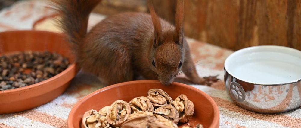 Es gibt Futter - ein Eichhörnchen kann sich in einer Auffangstation in Teltow an Walnüssen bedienen.