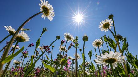 Endlich wird wieder Sonnenschein in Berlin und Brandenburg erwartet. (Archivbild)
