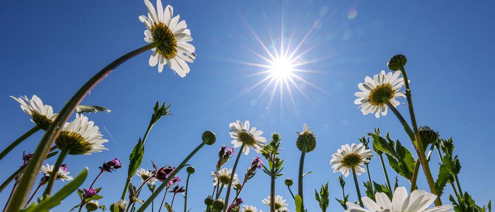 Endlich wird wieder Sonnenschein in Berlin und Brandenburg erwartet. (Archivbild)