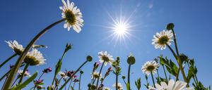 Endlich wird wieder Sonnenschein in Berlin und Brandenburg erwartet. (Archivbild)