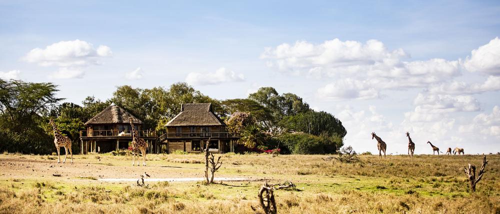 Giraffen ziehen am Segera Retreat vorbei.