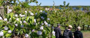 Aus polizeilicher Sicht blieb es auf dem Baumblütenfest zuletzt recht ruhig. (Symbolbild)