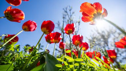 Die Sonne scheint auf Rote Tulpen.  