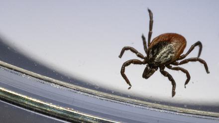 Ein Gemeiner Holzbock (Ixodes ricinus) ist unter einem Mikroskop in einem Labor der Parasitologie der Universität Hohenheim zu sehen. (Symbolbild)