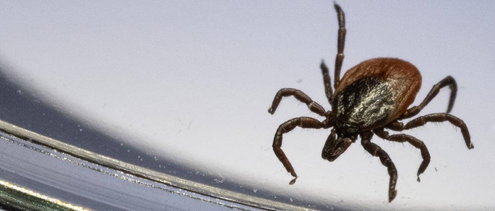 Ein Gemeiner Holzbock (Ixodes ricinus) ist unter einem Mikroskop in einem Labor der Parasitologie der Universität Hohenheim zu sehen. (Symbolbild)