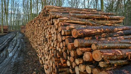 In Brandenburg wurde zuletzt mehr Holz gefällt. (Archivfoto)