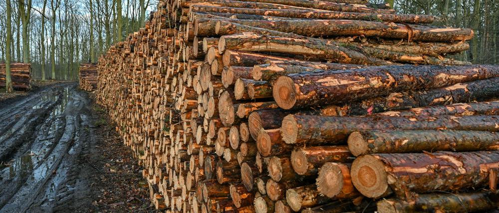 In Brandenburg wurde zuletzt mehr Holz gefällt. (Archivfoto)