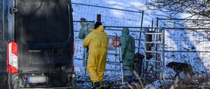 Wegen des Ausbruchs der Maul- und Klauenseuche entstand bei den Betrieben in Brandenburg ein Millionenschaden. (Archivbild)