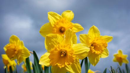 Der April war in diesem Jahr in Brandenburg besonders warm. (Symbolbild)