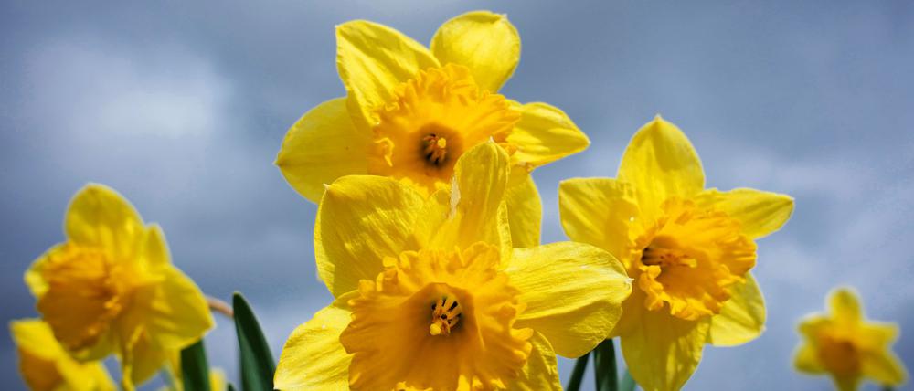 Der April war in diesem Jahr in Brandenburg besonders warm. (Symbolbild)