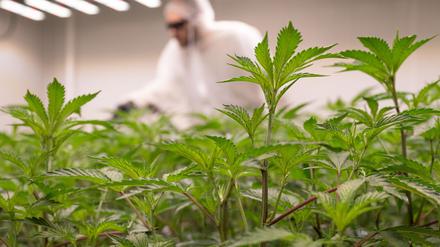 Ein Mitarbeiter eines Cannabis-Clubs beim legalen Anbau der Pflanze. (Symbolbild)