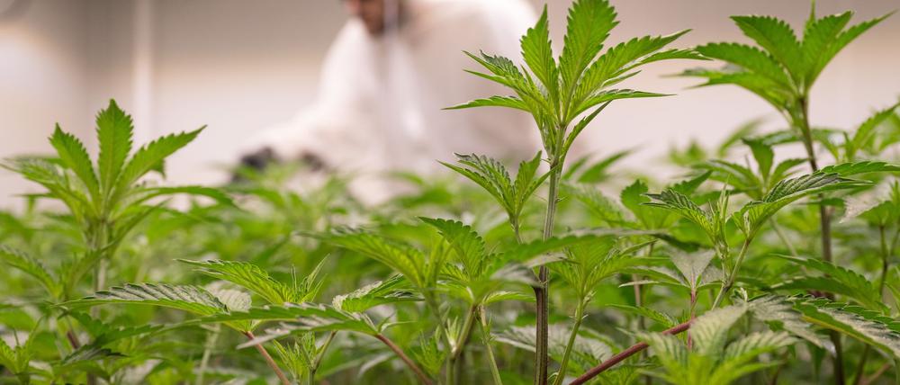 Ein Mitarbeiter eines Cannabis-Clubs beim legalen Anbau der Pflanze. (Symbolbild)