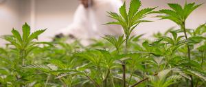 Ein Mitarbeiter eines Cannabis-Clubs beim legalen Anbau der Pflanze. (Symbolbild)