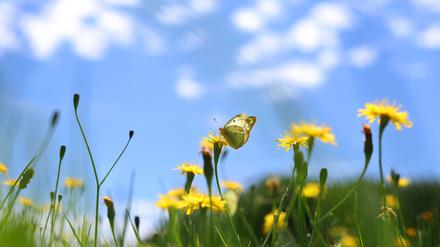 Sich an der bunten Natur freuen statt zu mähen, dafür wirbt die Aktion „mähfreier Mai“