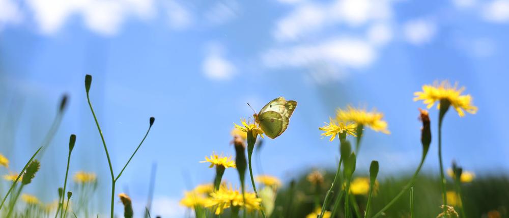 Sich an der bunten Natur freuen statt zu mähen, dafür wirbt die Aktion „mähfreier Mai“