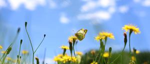 Sich an der bunten Natur freuen statt zu mähen, dafür wirbt die Aktion „mähfreier Mai“